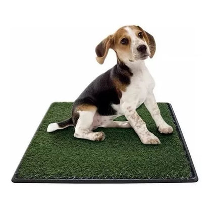 Baño Ecológico para mascotas- oferta 50% + Collar anti Pulgas